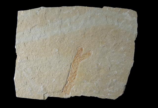 Brachyphyllum cf. nepos SAPORTA - Bild © FossNet FossilienStore